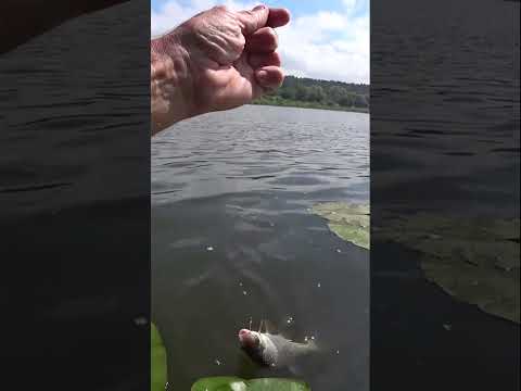Видео: Поймал "БАТОНЧИК".                             #рыбалка #fishing