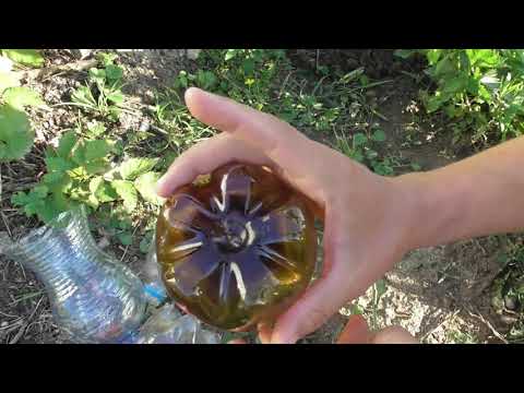 Видео: Вкорінення ожини - найпростіший спосіб