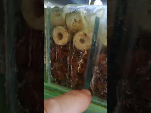 Видео: Някои полезни съвети.Хелерката роди.Биологична филтрация