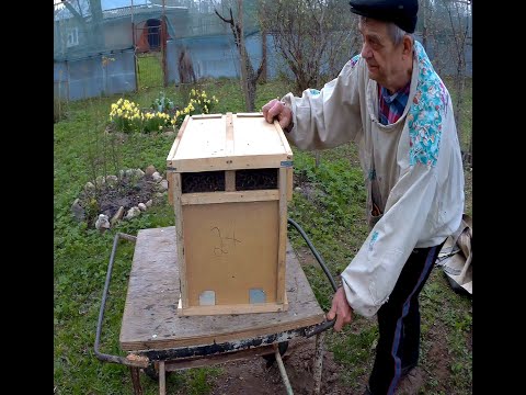 Видео: ПЧЕЛОПАКЕТЫ Карника