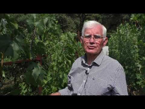 Видео: ОБЗОР СВЕРХРАННИХ СОРТОВ ВИНОГРАДА, СОЗРЕВШИХ В ИЮЛЕ 2019 (СПИСОК В ОПИСАНИИ ВИДЕО)