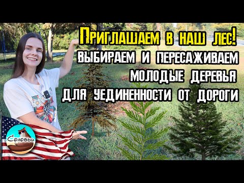 Видео: Приглашаем в наш лес! Выбираем и пересаживаем молодые деревья для уединенности от дороги