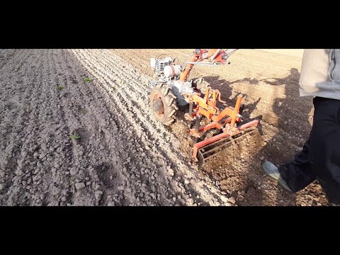 Видео: Культивация влажного грунта мотоблоком МБ-8 мотор сич