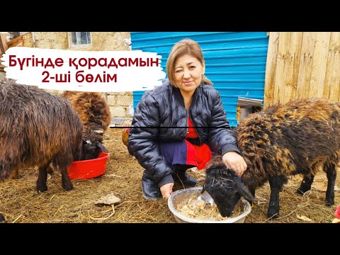 Видео: Vlog. Қорадағы 5 минут