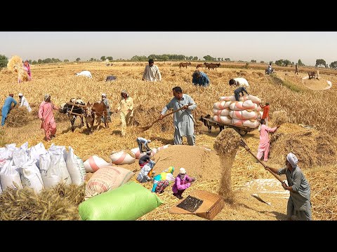 Видео: Удивительная древняя деревенская жизнь Пакистан | Традиционный метод уборки пшеницы