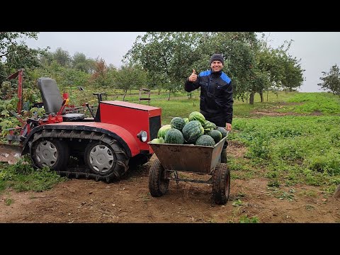 Видео: Гусеничный минитрактор пашет огород на зиму.