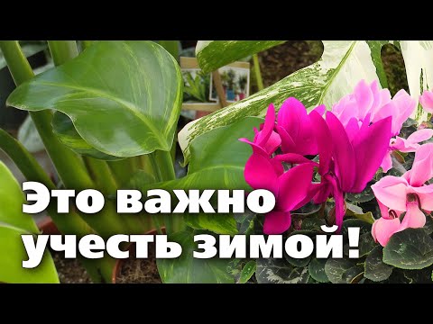 Видео: ЗИМНИЙ УХОД ЗА КОМНАТНЫМИ РАСТЕНИЯМИ. Из-за этих ошибок цветы могут погибнуть