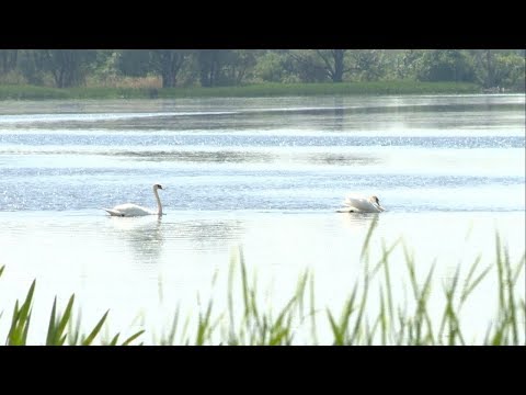 Видео: «Сельский порядок». Сергиевка Краснояружского района (29.05.2019)