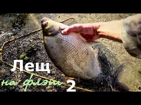 Видео: Ловля крупного леща на флэт-метод фидер.