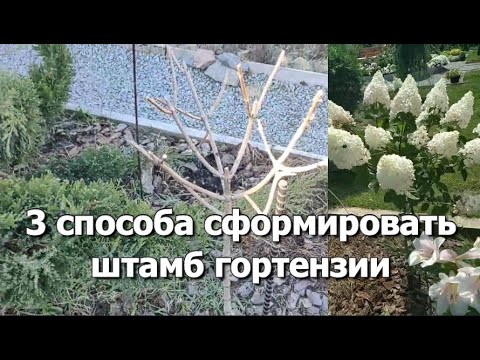 Видео: 3 способа сформировать штамб гортензии | Формируем штамб гортензии 3 способами