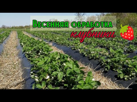 Видео: ‼️Весенняя обработка клубники🍓‼️