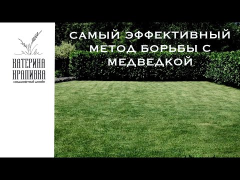 Видео: Самый эффективный метод борьбы с медведкой