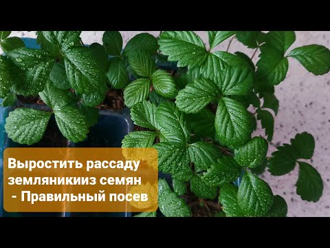 Видео: Земляника из семян. ПОСЕВ. Кто сказал что это просто? Нужны знания и опыт. Наглядная инструкция