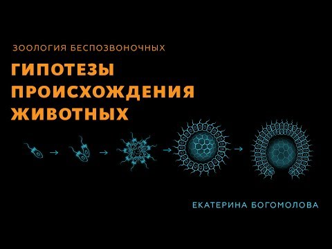 Видео: 5. Гипотезы происхождения животных. Зоология беспозвоночных -  7 класс