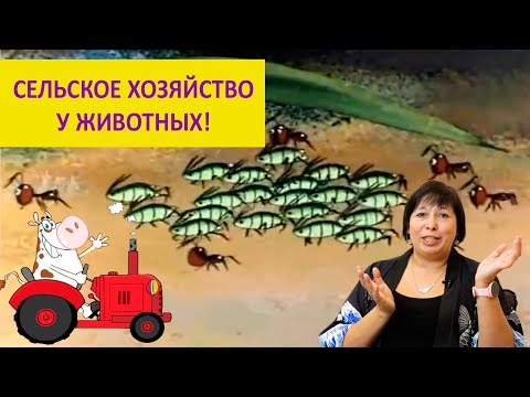 Видео: Сельское хозяйство у животных. Наталья Носова