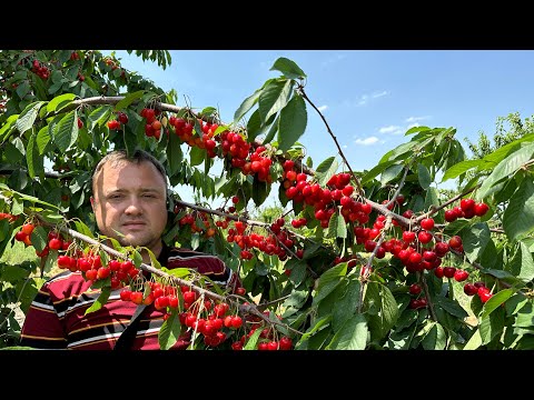 Видео: Первый Раз вижу Такое! Сезон Фруктов в Узбекистане!