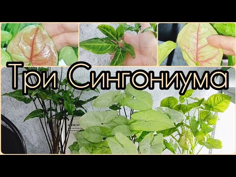 Видео: Три сорта Сингониумов🌿Взрослые #растения 🌸Спир Поинт🌿Сильвер пёрл🌸Данг тонг расами арроу #цветы