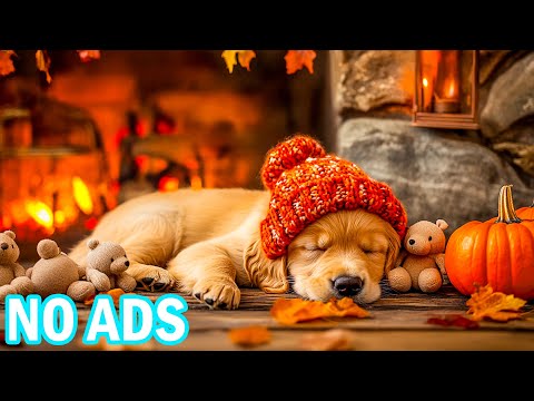 Видео: 12 часов эмоционально исцеляющей музыки для собак 💖 Успокаивающие звуки для собак из приютов и чувст