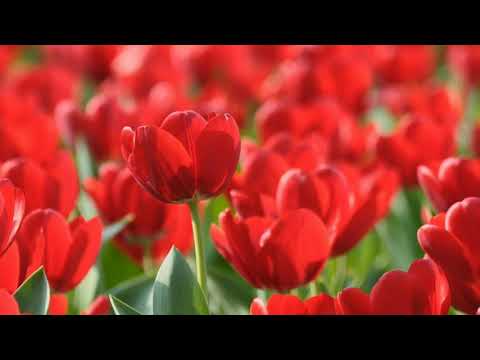 Видео: 🔊гр. Шоколад -🎵 Алый 🌷🌷🌷