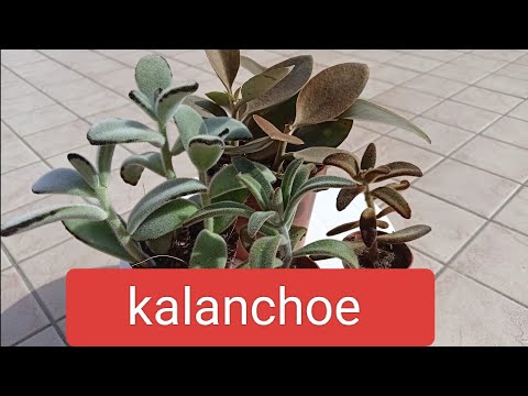 Видео: Каланхое. Kalanchoe.