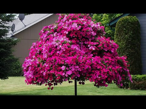 Видео: Петуниевое дерево: сорта для дерева супер цветущие, грунт, кашпо, удобрения