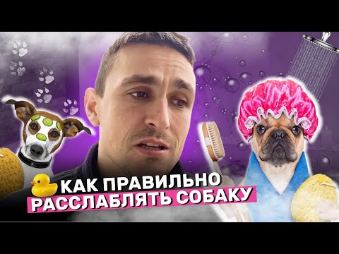 Видео: Как помочь собаке расслабиться