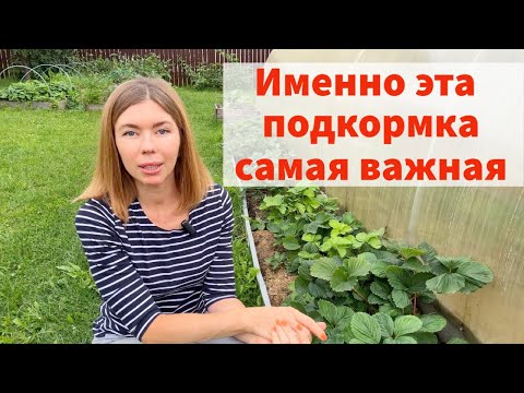 Видео: ЭТИ ОШИБКИ МОГУТ ОСТАВИТЬ ВАС БЕЗ УРОЖАЯ КЛУБНИКИ. Самый важный уход за клубникой - ИМЕННО СЕЙЧАС