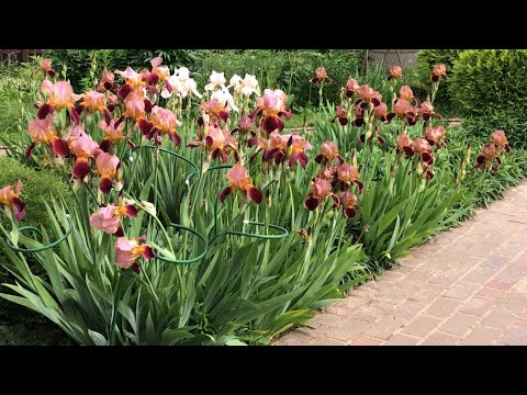 Видео: Ирисы. Калина «Бульденеж» Азалии. Анемоны. Хосты и др…