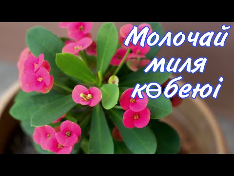 Видео: Молочай миля гүлін көбейту. Үй гүлдерін көбейту. Гүлдер әлемі. Үй гүлдері күтімі.