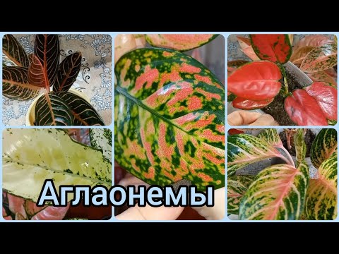 Видео: Прекрасны без цветов😍АГЛАОНЕМЫ🌹Когда требуется пересадка🌱Грунт🌹Суматра🌱Рэд стар🌹Пинк Валентин и др.