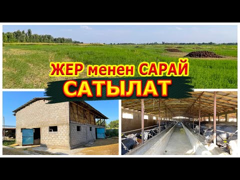 Видео: Охоооо! Негизгиси САРАЙ, анан Магазин, Жемкана, Тегирмен, Жер сатылат