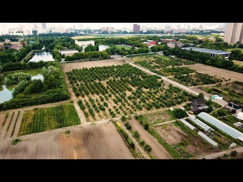 Видео: Мичуринский Сад | Прогулки по Тимирязевке