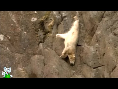 Видео: Медведь Висел На Волосок От Смерти / Случаи с Животными Снятые на Камеру