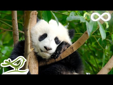 Видео: Красивая Расслабляющая Музыка - Успокаивающие Звуки Фортепиано и Гитары со Щебетанием Птиц