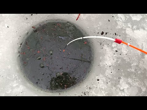 Видео: В ЭТУ ЛУНКУ...КРУПНЯК УПЁР УДОЧКУ! Леска скрипит. РАЗДАЧА на КИВОК и ПОПЛАВОК. Зимняя рыбалка 2024