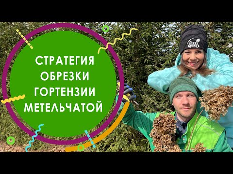 Видео: Стратегия обрезки гортензии метельчатой