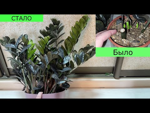 Видео: Разбудите ЗАМИОКУЛЬКАС, из 3 укорененных листиков в огромный куст, ДО и ПОСЛЕ за 3 года