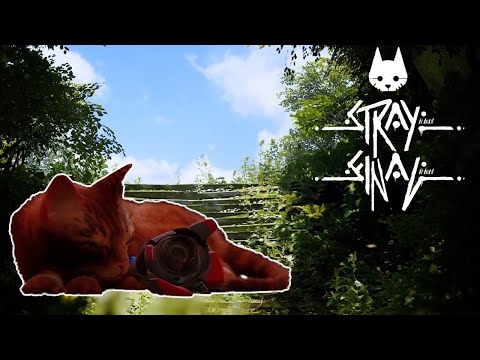 Видео: КОШАЧИЙ ФИНАЛ→прохождение Stray |9|