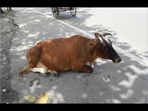 Видео: Рериховские места. (4) Непал: тропами Шапошниковой