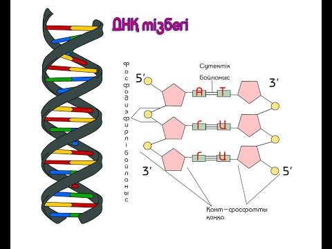 Видео: ДНҚ (Дезоксирибонуклеин қышқылы) құрылымы