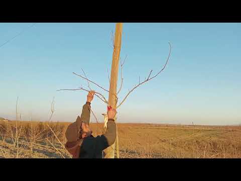 Видео: Богдорчилик Нокка Шакил бериш ва хосилхонасини пишириш