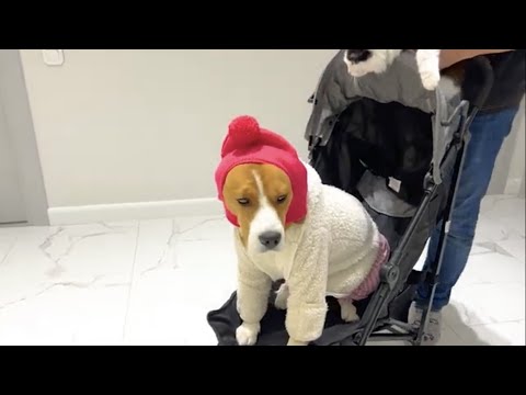 Видео: СОБАКА ПРОТИВ КОТА. Брос шоу Пет