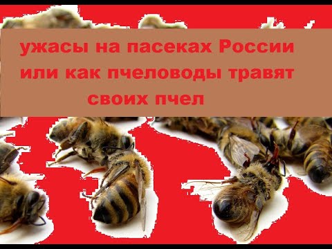 Видео: лечение пчел в конце сезона и возможная гибель пчел, после неправильного подбора лекарств