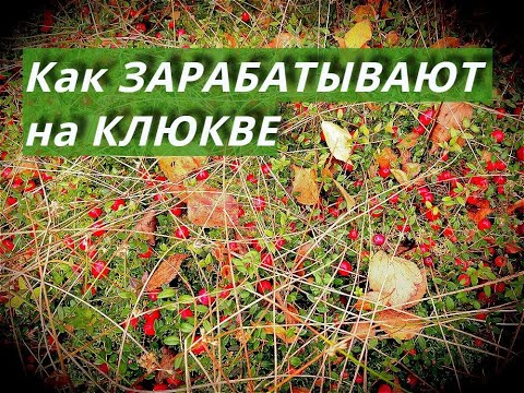 Видео: Клюква - золото Сибирских болот.