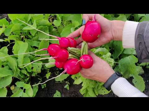 Видео: Редис, такого способа вы еще не пробовали. Обзор разных сортов редиса. Как вырастить крупные!