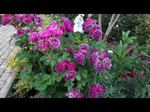 Видео: Утро и розы