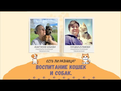 Видео: Воспитание собак и кошек в чем разница? Татьяна Куликова и Настя Бобкова.