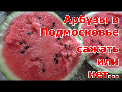 Видео: Арбузы в Подмосковье. Мой отрицательный опыт. Сажать или не сажать...