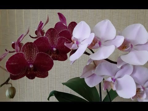 Видео: Две самые неприхотливые орхидеи в моей коллекции .... и много попугаев.