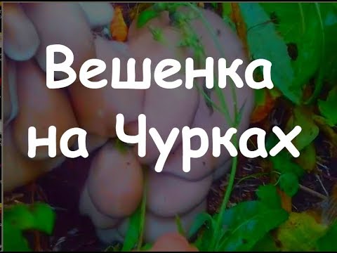 Видео: Грибы вешенки на Чурках, с засева до первых грибов, эксперимент продолжается